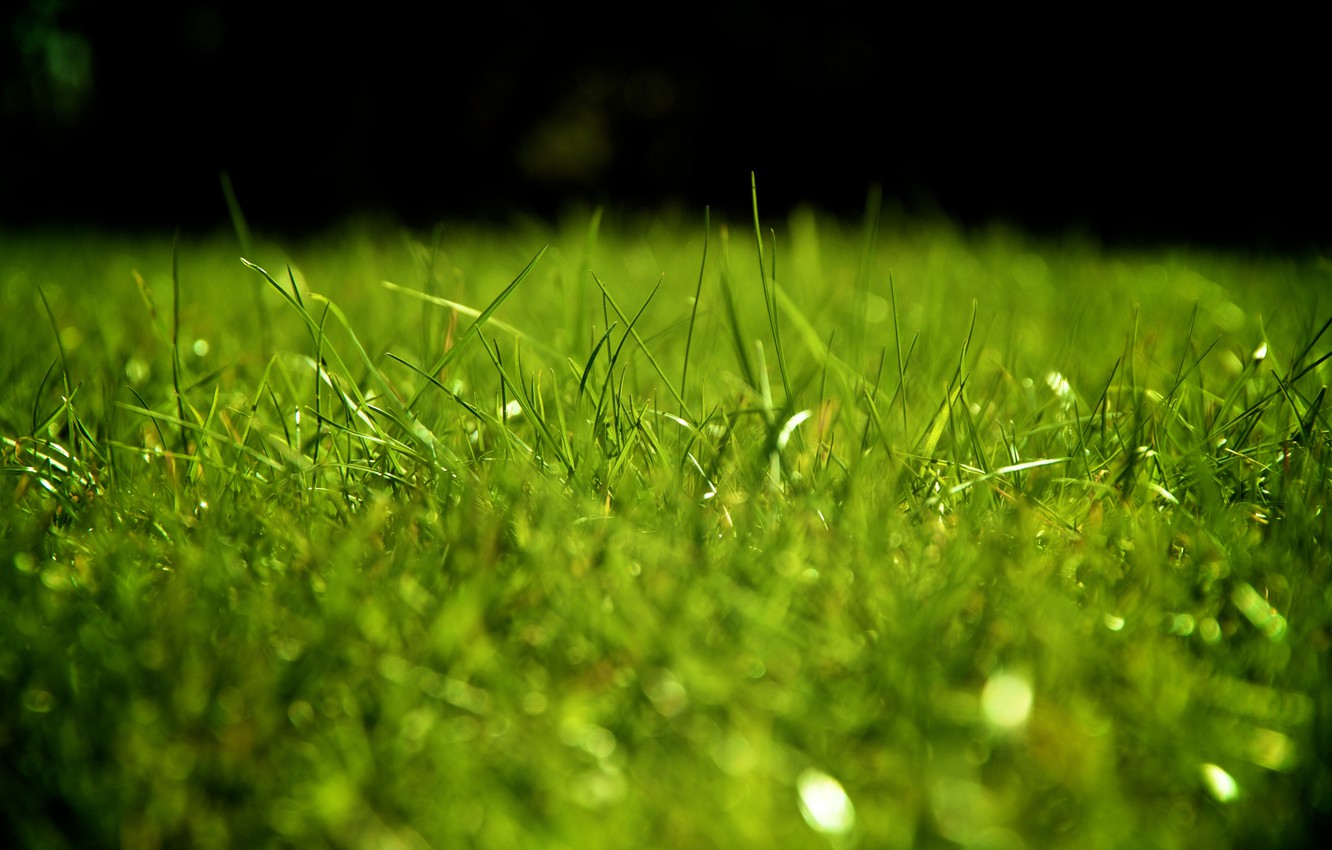 Удобрения для газона - как правильно удобрять и подкармливать газоннуютраву весной, летом и осенью