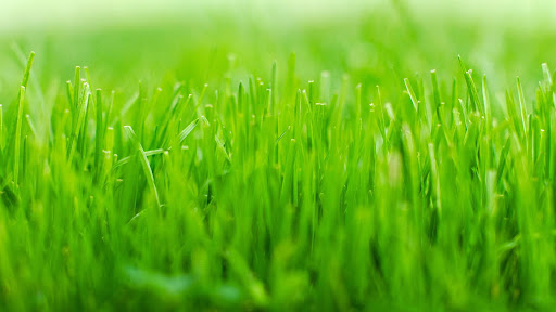 Удобрения для газона - как правильно удобрять и подкармливать газоннуютраву весной, летом и осенью