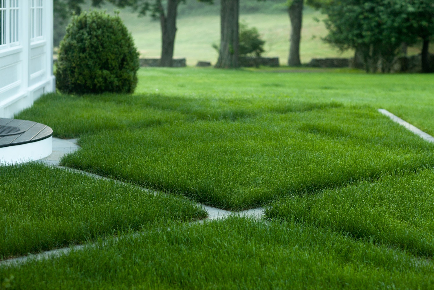 Газонная трава: виды газона, советы по посеву и уходу с фото и описаниями
